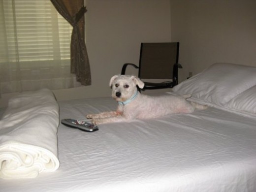 ME TOCO LA PELUQUERIA!!!